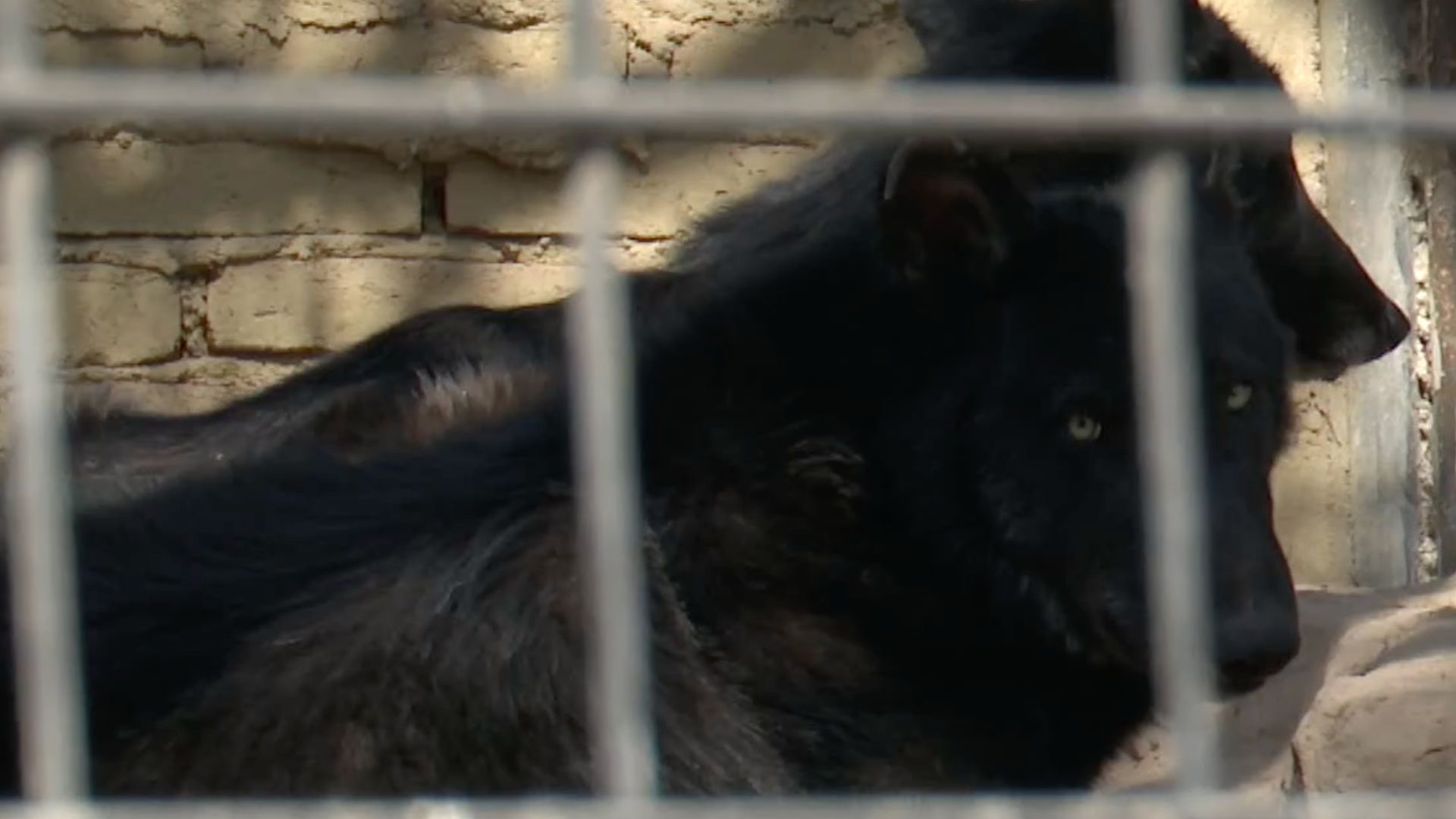 Muere loba canadiense después de ser esterilizada en el zoológico de León.